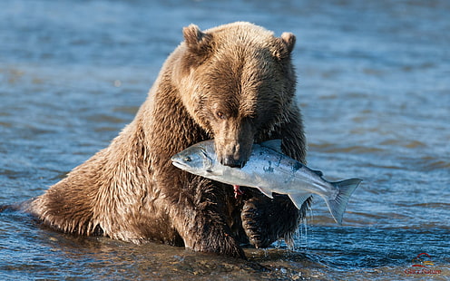 Brunbjörn som fångar en fisk, brun grizzlybjörn, Brun, Björn, fångar, fisk, HD tapet HD wallpaper