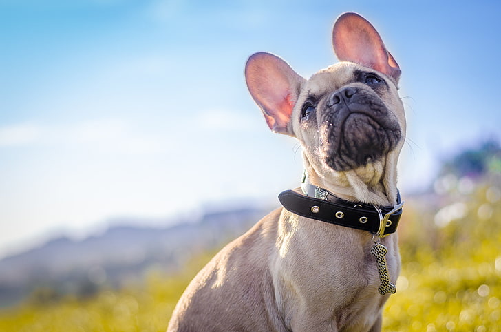 bulldog francés, perro, collar, Fondo de pantalla HD
