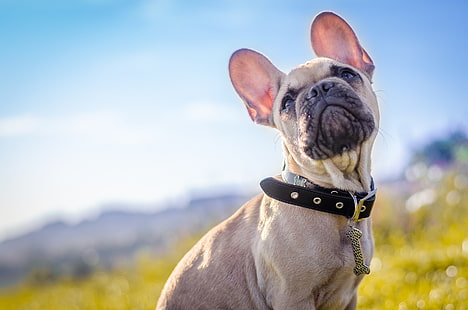 french bulldog, dog, collar, HD wallpaper HD wallpaper