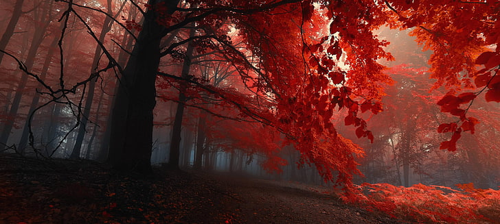 червенолистни дървета, червенолистни дървета фотография, падане, дървета, природа, гора, червено, HD тапет