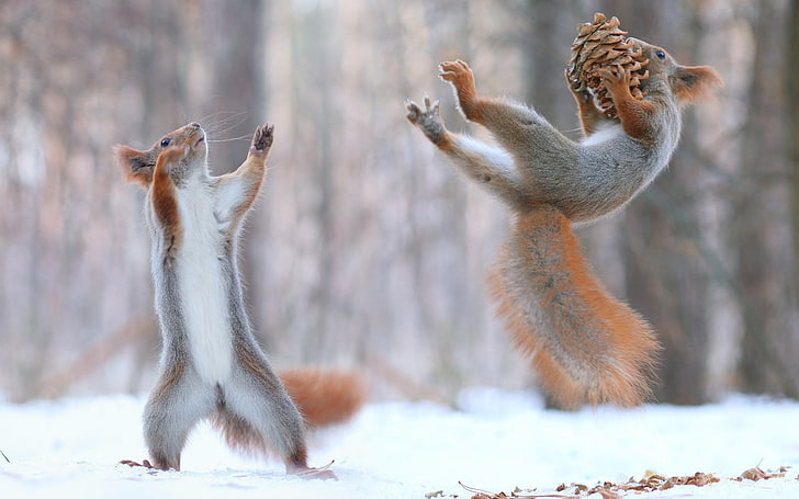 two gray-and-brown squirrels, nature, animals, squirrel, snow, winter, force, cones, HD wallpaper