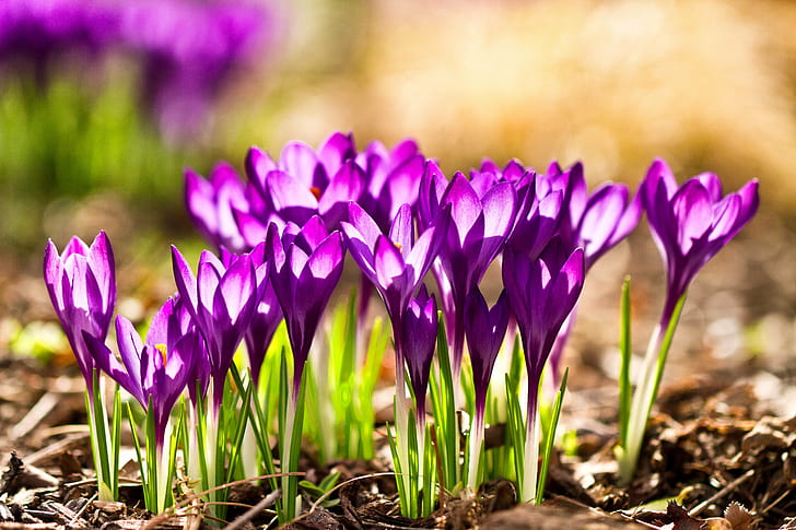 фотография, весна, выборочный фокус, фотография, пурпурный, цветы, цветочные, ботанический сад Денвера, Колорадо, крокус, луковицы, с подсветкой, подсветка, боке, природа, растение, цветок, весна, рост, сезон, листкрупным планом, тюльпан, HD обои
