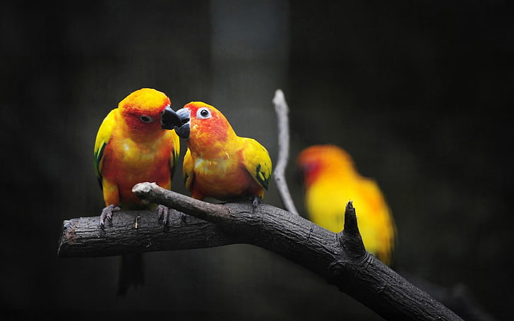 Sfondo di Love Kissing-Photo HD di Love Birds, tre parrocchetti gialli, Sfondo HD