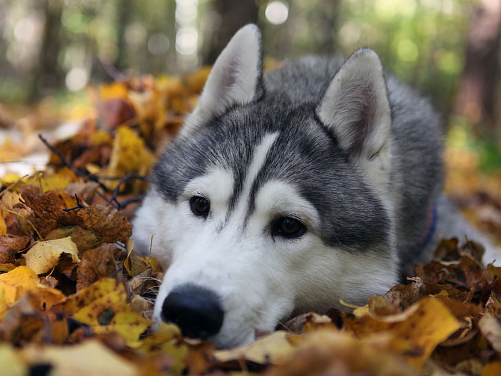 adult gray Siberian husky, dog, muzzle, grass, leaves, HD wallpaper