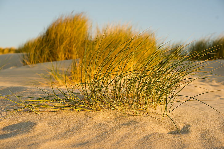 Trawa w piasku z bliska, brązowa trawa, niebo, piasek, trawa, zbliżenie, Tapety HD