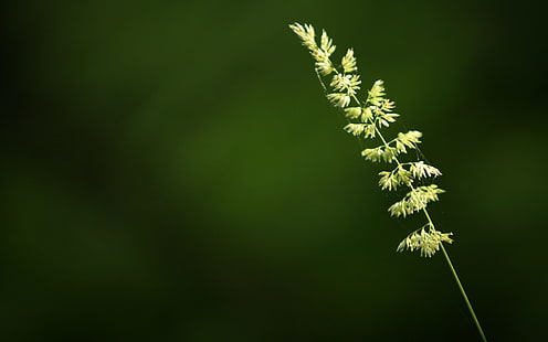 gröna bladväxt, närbild, makro, växter, HD tapet HD wallpaper