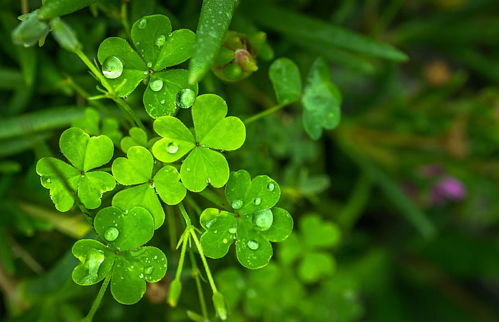 abstract, clover, dew, good luck, green, herb, leaf, morning, nature, plants, pool, shamrock, trickle, HD wallpaper