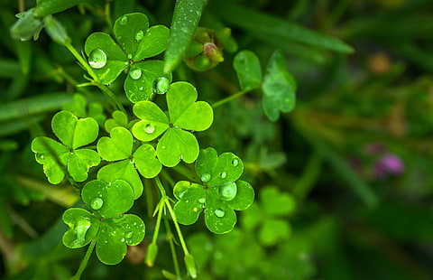 abstract, clover, dew, good luck, green, herb, leaf, morning, nature, plants, pool, shamrock, trickle, HD wallpaper HD wallpaper