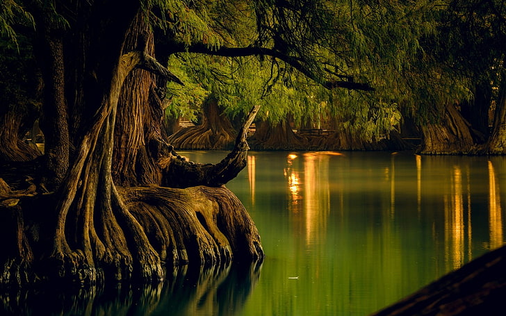 Calm, forest, lake, landscape, Mexico, nature, reflection, roots, Trees, water, HD wallpaper