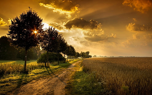 сянка, залез, път, облаци, пейзаж, черен път, оранжев, дървета, небе, пшеница, поле, слънчева светлина, природа, HD тапет HD wallpaper