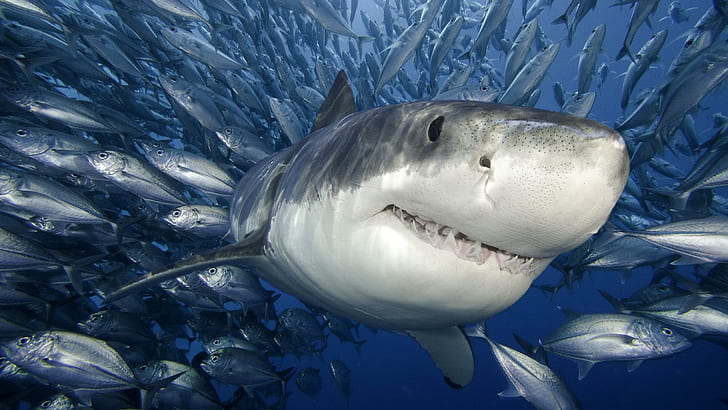 Tiere Haie Fische Wasser Unterwasser Meerestiere Ozean Schwimmen Tropisch Raubtier Zähne Zähne Gesicht Cool, Fische, Tiere, cool, Gesicht, Zähne, Leben, Ozean, Raubtier, Haie, Schwimmen, Zähne, Tropisch, Unterwasser, Wasser, HD-Hintergrundbild