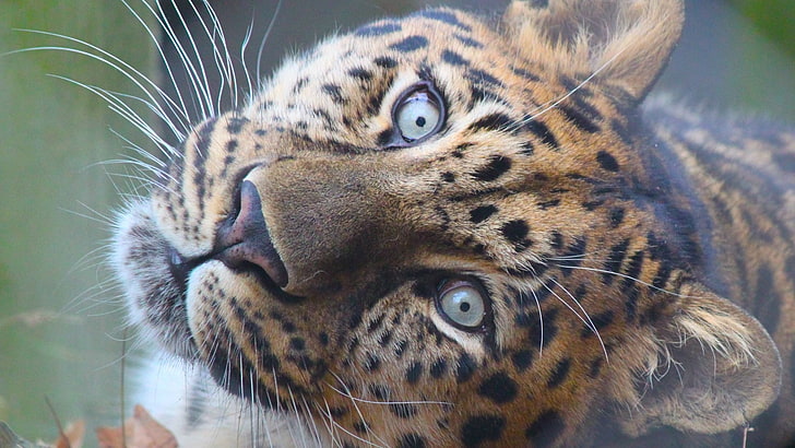 jaguars, HD wallpaper