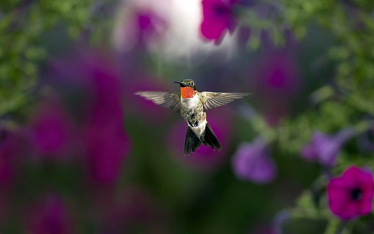 hummingbird hd-Animal photo wallpaper, brown hummingbird, HD wallpaper