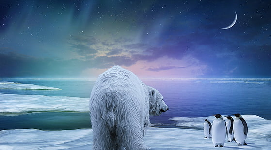 북극곰과 펭귄 일러스트, 북극곰, 펭귄, 오로라, HD 배경 화면 HD wallpaper