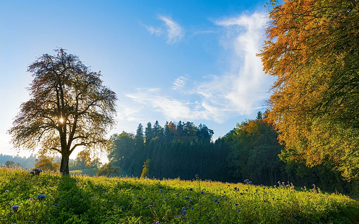 Швейцария Дървета Ливада Цветя Есен Есен Небо Пейзаж Безплатен фон, пейзажи, есен, фон, есен, цветя, пейзаж, ливада, Швейцария, дървета, HD тапет