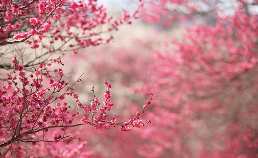 Sakura Cherry Blossom, rosa Kirschblütenbaum, Jahreszeiten, Frühling, Kirsche, Blüte, Kirschblüte, HD-Hintergrundbild HD wallpaper