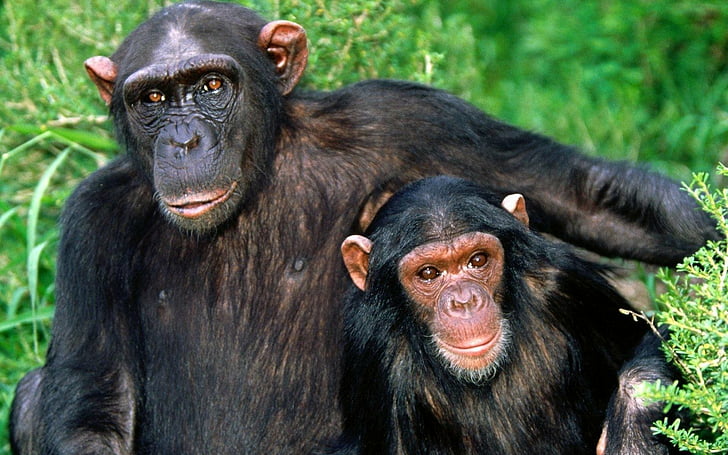 Monkeys, Chimpanzee, HD wallpaper