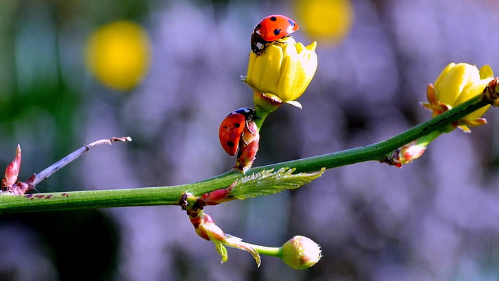 two lady bugs, ladybugs, buds, branch, spring, HD wallpaper