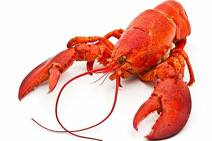 dinner, lobster, meal, meat, seafood, shellfish, HD wallpaper