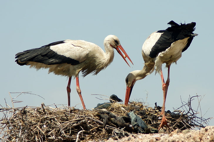 two black-and-white birds, storks, cubs, nest, birds, HD wallpaper