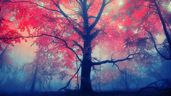 arbre à feuilles rouges, arbres, brouillard, feuilles rouges, Fond d'écran HD