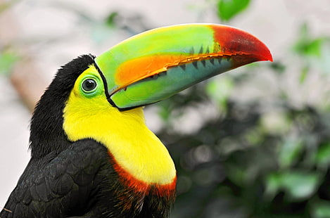 черно-желтая птица тукан, тукан, тропическая птица, клюв, красочный, HD обои HD wallpaper