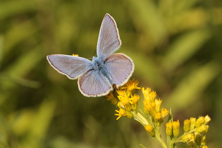 blå, fjärilar, fjäril, nära, vanlig blå, gyllene stång, insekt, natur, sommar, vinge, vingar öppna, HD tapet