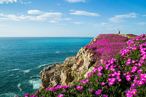 Suances, Cantabria, Spain, Biscay Bay, pink english daisy, rocks, Spain, flowers, coast, ocean, Suances, Cantabria, Biscay Bay, HD wallpaper HD wallpaper