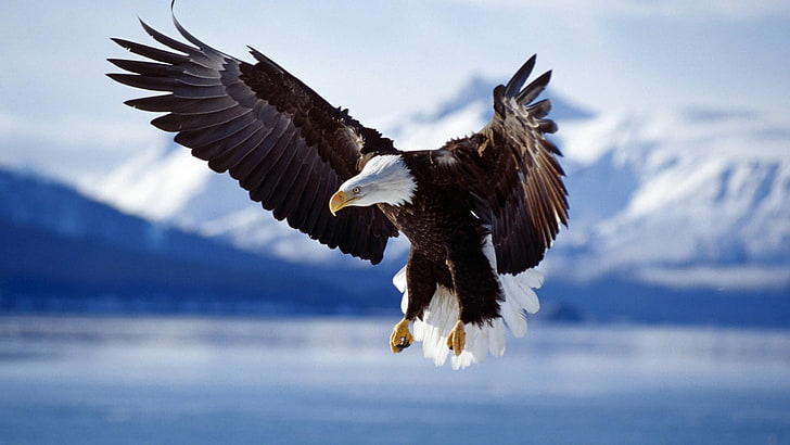 кафяв и бял плешив орел, орел, птици, животни, плешив орел, дива природа, природа, летене, dom Glider, HD тапет
