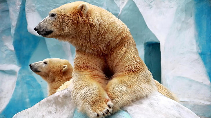 полярна мечка, мечки, сладко, бебе мече, зоопарк, HD тапет