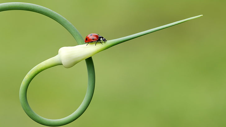 ladybird, ladybug, grass, spiral, plant, crawl, HD wallpaper