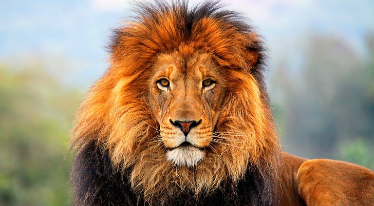León, león marrón, animales, salvaje, hermoso, león, fotografía, animal, rey león, vida silvestre, Fondo de pantalla HD