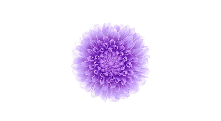 Apple iOS Flower-2, фиолетовый кластерный цветок, компьютеры, Mac, цветок, яблоко, белый, компьютер, apple ios, HD обои