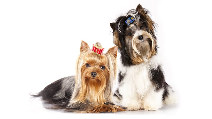 Dogs, Yorkshire Terrier, Animal, Dog, HD wallpaper