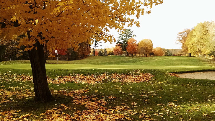 autumn scene golf course, HD wallpaper