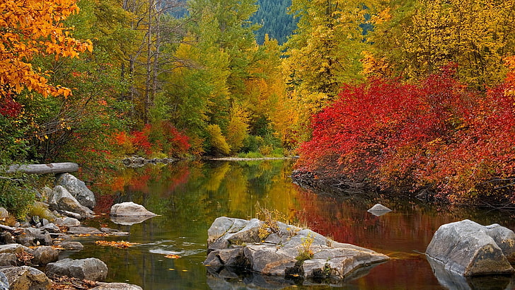 blandad färg träd, stenar, höst, flod, skog, stränder, måla, oktober, HD tapet
