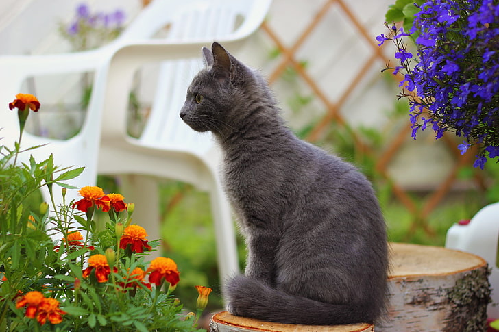 Russische blaue Katze, Kätzchen, sitzend, dunkel, Blumen, HD-Hintergrundbild