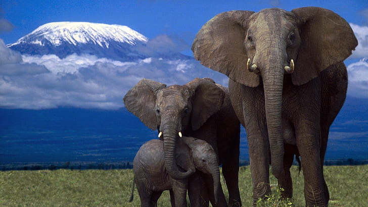 african, Amazing, animal, Beauty, cute, elephant, family, in, Jungle, HD wallpaper
