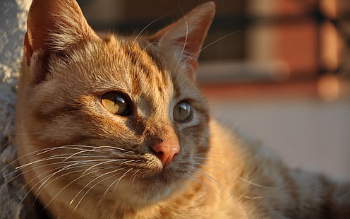 orange tabby cat, cat, face, shadow, striped, thick, HD wallpaper HD wallpaper