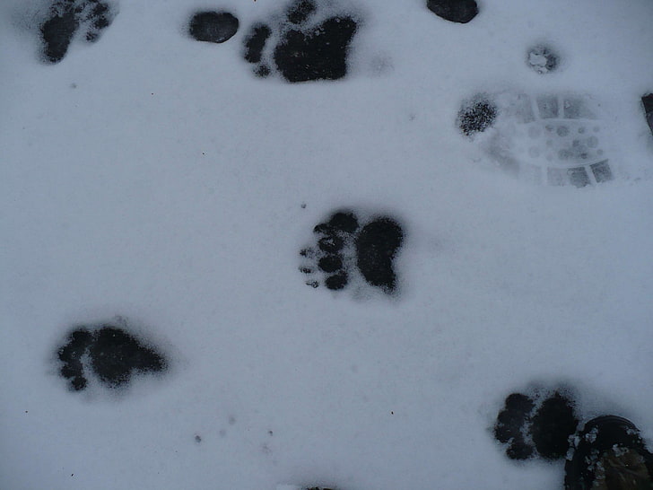 bear, paw prints, snow, tracks, HD wallpaper