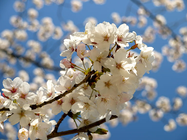 bunga sakura putih dalam foto close-up, foto close-up, foto, Eye-Fi, Jepang, Tokyo, GF1, Cherry Blossom, musim semi, pohon, alam, bunga, cabang, mekar, putih, Kepala bunga, daun bunga, musim, tanaman, biru, kesegaran, ceri, luar, langit, Wallpaper HD