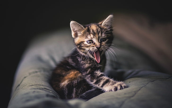 ลูกแมวน้อยน่ารักลายเทาหนวดลิ้นหาว Cute, Little, Kitten, Grey, Striped, Mustache, Tongue, Yawning, วอลล์เปเปอร์ HD