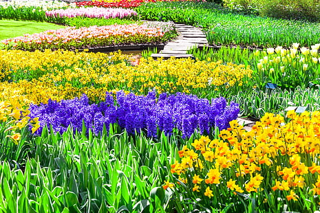 цветы, парк, тюльпаны, нидерланды, разноцветные, нарциссы, кёкенхоф, гиацинты, лиссе, HD обои HD wallpaper
