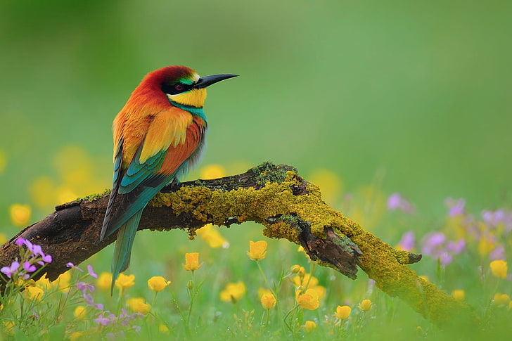 pássaro laranja, amarelo e verde, pássaro, abelharuco, ramo, flor, HD papel de parede