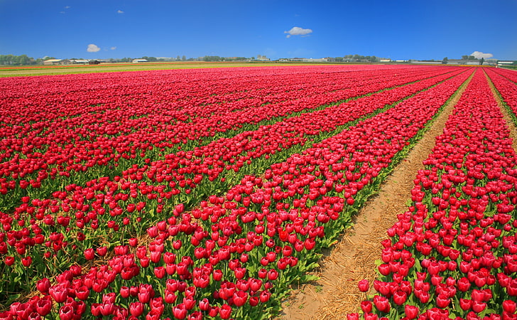 Tulip Field, red flower field, Seasons, Spring, Tulips, Flowers, Field, Season, Springtime, bluesky, RedTulips, HD wallpaper