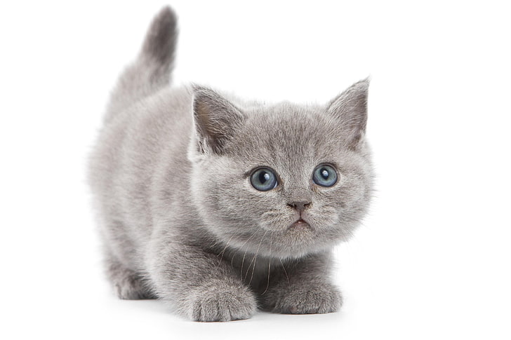 러시아어 블루 고양이, 새끼 고양이, 브리튼, 모습, 아이, HD 배경 화면