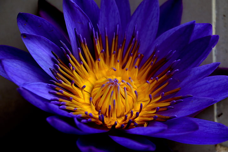 blue and yellow water lily flower, blue lotus, star lotus, water lily star, petals, bud, HD wallpaper