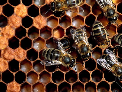 سرب من النحل الأصفر والأسود ، نحل ، أمشاط ، عسل ، قطيع، خلفية HD HD wallpaper