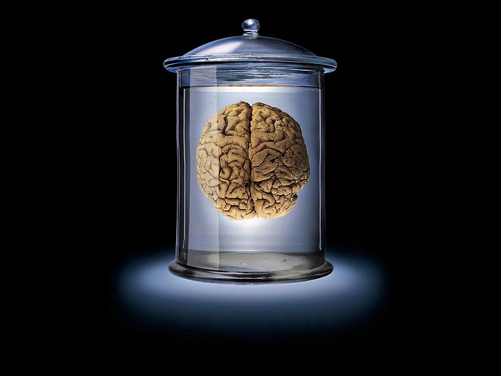 دماغ بشري في جرة ، دماغ ، زجاج ، بني ، أزرق ، أسود ، بنك، خلفية HD