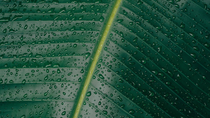 Wassertau, Wasser, Wassertropfen, Grün, Blätter, Pflanzen, Stängel, HD-Hintergrundbild